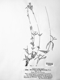 Puccinia arenariae image
